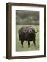 African Buffalo-DLILLC-Framed Photographic Print