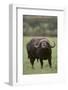 African Buffalo-DLILLC-Framed Photographic Print