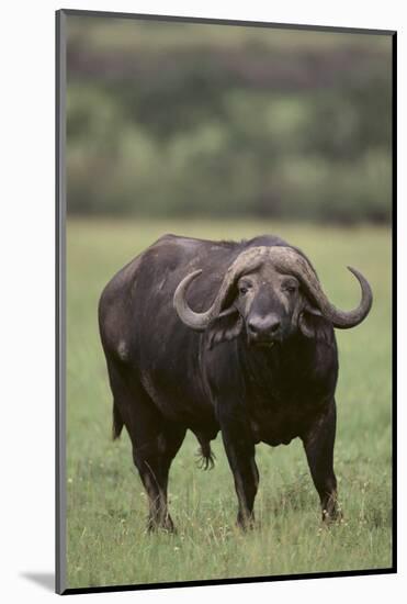 African Buffalo-DLILLC-Mounted Photographic Print