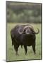 African Buffalo-DLILLC-Mounted Photographic Print