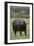 African Buffalo-DLILLC-Framed Photographic Print