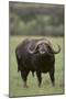 African Buffalo-DLILLC-Mounted Photographic Print