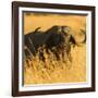 African Buffalo-Joe McDonald-Framed Photographic Print