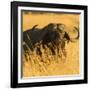 African Buffalo-Joe McDonald-Framed Photographic Print