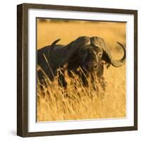 African Buffalo-Joe McDonald-Framed Photographic Print