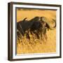 African Buffalo-Joe McDonald-Framed Photographic Print