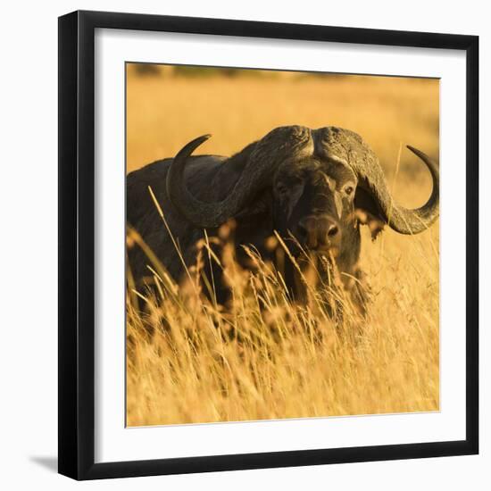 African Buffalo-Joe McDonald-Framed Photographic Print