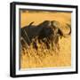 African Buffalo-Joe McDonald-Framed Photographic Print