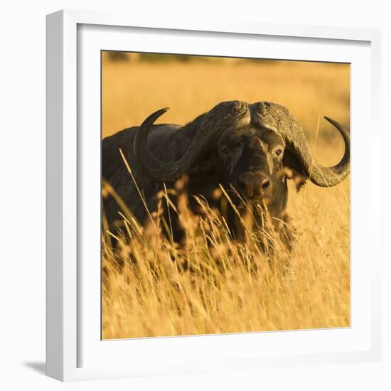 African Buffalo-Joe McDonald-Framed Photographic Print