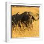 African Buffalo-Joe McDonald-Framed Photographic Print