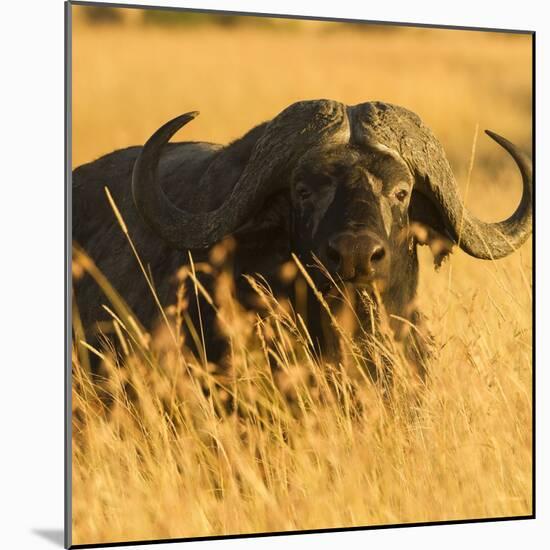 African Buffalo-Joe McDonald-Mounted Photographic Print