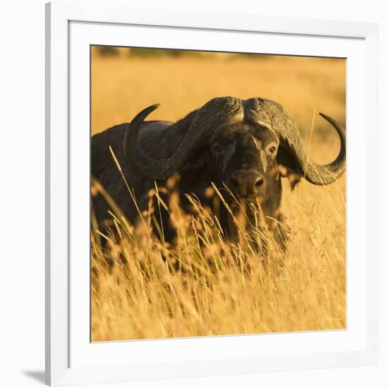 African Buffalo-Joe McDonald-Framed Photographic Print