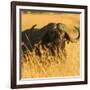 African Buffalo-Joe McDonald-Framed Photographic Print