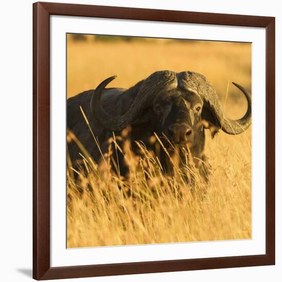 African Buffalo-Joe McDonald-Framed Photographic Print