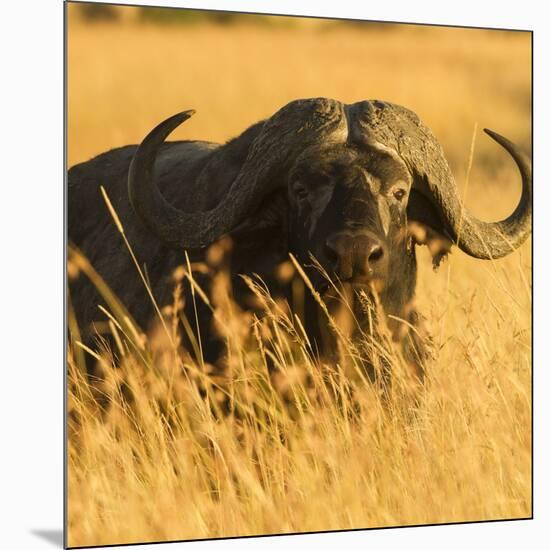 African Buffalo-Joe McDonald-Mounted Photographic Print