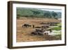 African Buffalos (Cape Buffalo) (Syncerus Caffer)-Michael-Framed Photographic Print