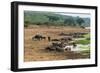 African Buffalos (Cape Buffalo) (Syncerus Caffer)-Michael-Framed Photographic Print