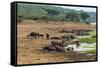 African Buffalos (Cape Buffalo) (Syncerus Caffer)-Michael-Framed Stretched Canvas