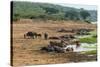 African Buffalos (Cape Buffalo) (Syncerus Caffer)-Michael-Stretched Canvas