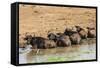 African Buffalos (Cape Buffalo) (Syncerus Caffer)-Michael-Framed Stretched Canvas