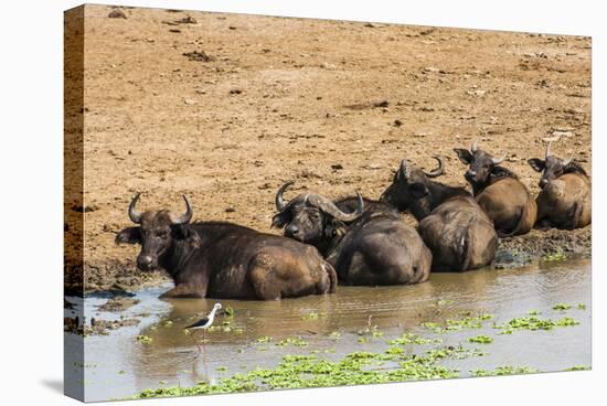 African Buffalos (Cape Buffalo) (Syncerus Caffer)-Michael-Stretched Canvas