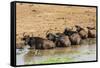 African Buffalos (Cape Buffalo) (Syncerus Caffer)-Michael-Framed Stretched Canvas