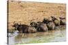 African Buffalos (Cape Buffalo) (Syncerus Caffer)-Michael-Stretched Canvas