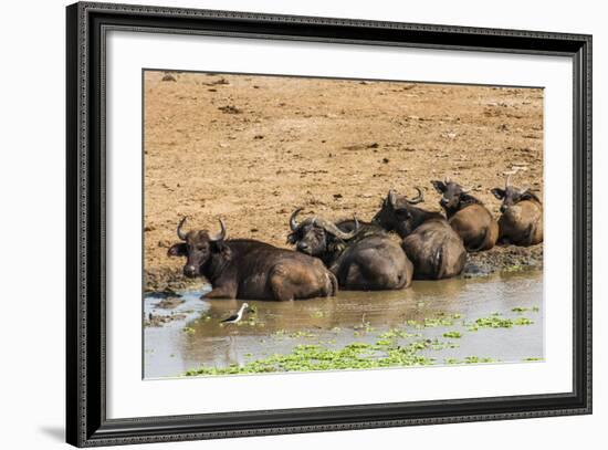 African Buffalos (Cape Buffalo) (Syncerus Caffer)-Michael-Framed Photographic Print