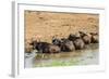 African Buffalos (Cape Buffalo) (Syncerus Caffer)-Michael-Framed Photographic Print