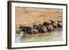 African Buffalos (Cape Buffalo) (Syncerus Caffer)-Michael-Framed Photographic Print