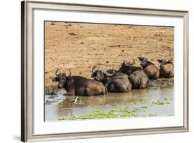 African Buffalos (Cape Buffalo) (Syncerus Caffer)-Michael-Framed Photographic Print