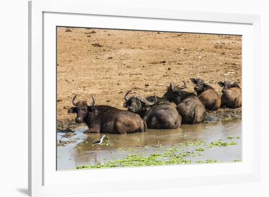 African Buffalos (Cape Buffalo) (Syncerus Caffer)-Michael-Framed Photographic Print