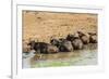 African Buffalos (Cape Buffalo) (Syncerus Caffer)-Michael-Framed Photographic Print