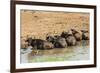 African Buffalos (Cape Buffalo) (Syncerus Caffer)-Michael-Framed Photographic Print