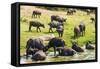 African Buffalos (Cape Buffalo) (Syncerus Caffer)-Michael-Framed Stretched Canvas