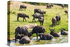 African Buffalos (Cape Buffalo) (Syncerus Caffer)-Michael-Stretched Canvas