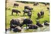 African Buffalos (Cape Buffalo) (Syncerus Caffer)-Michael-Stretched Canvas