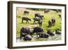 African Buffalos (Cape Buffalo) (Syncerus Caffer)-Michael-Framed Photographic Print