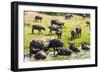 African Buffalos (Cape Buffalo) (Syncerus Caffer)-Michael-Framed Photographic Print