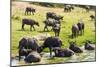 African Buffalos (Cape Buffalo) (Syncerus Caffer)-Michael-Mounted Photographic Print