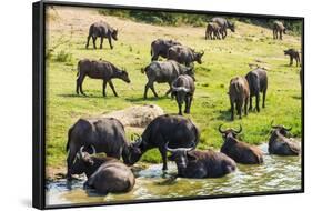 African Buffalos (Cape Buffalo) (Syncerus Caffer)-Michael-Framed Photographic Print