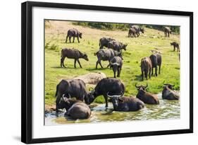 African Buffalos (Cape Buffalo) (Syncerus Caffer)-Michael-Framed Photographic Print