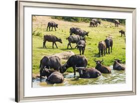 African Buffalos (Cape Buffalo) (Syncerus Caffer)-Michael-Framed Photographic Print