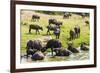 African Buffalos (Cape Buffalo) (Syncerus Caffer)-Michael-Framed Photographic Print