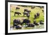 African Buffalos (Cape Buffalo) (Syncerus Caffer)-Michael-Framed Photographic Print