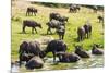 African Buffalos (Cape Buffalo) (Syncerus Caffer)-Michael-Mounted Photographic Print