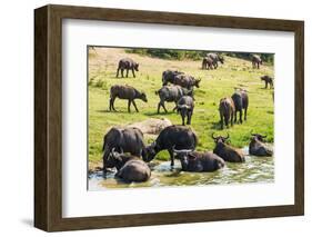 African Buffalos (Cape Buffalo) (Syncerus Caffer)-Michael-Framed Photographic Print