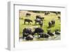 African Buffalos (Cape Buffalo) (Syncerus Caffer)-Michael-Framed Photographic Print