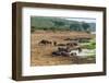 African Buffalos (Cape Buffalo) (Syncerus Caffer)-Michael-Framed Photographic Print