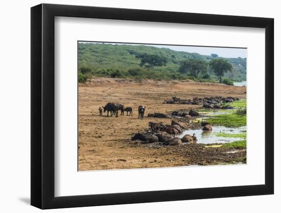 African Buffalos (Cape Buffalo) (Syncerus Caffer)-Michael-Framed Photographic Print